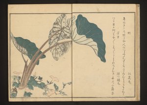 Lóbogár a palánkon és hernyó a taro növényen alkotó: Kitagawa Utamaro