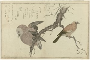 Jay és bagoly alkotó: Kitagawa Utamaro