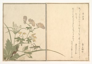  alkotó: Kitagawa Utamaro