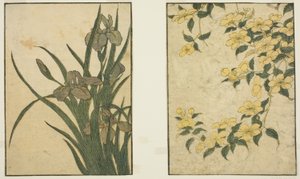 Kerria és Iris, a "Picture Book: Flowers of the Four Seasons (Ehon shiki no hana)" című illusztrált könyvből. 1 alkotó: Kitagawa Utamaro