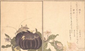 In d S, l Katatsumuri, bill t ty ぢ d Kutsuwamushi. .. .. , 1788. alkotó: Kitagawa Utamaro