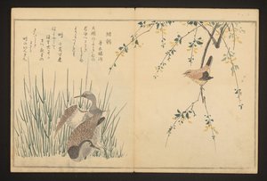 Tőkés réce és jégmadár alkotó: Kitagawa Utamaro