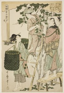No. 2 (ni), a "Nők, akik részt vesznek a sericulture iparágban (Joshoku kaiko tewaza-gusa)" sorozatból alkotó: Kitagawa Utamaro