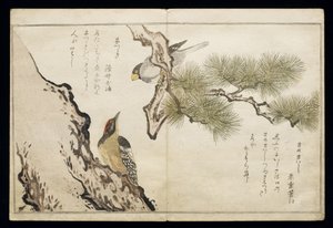 P.332-1946 Vol.1 f.3 Hawfinch and a Woodpecker, a „Madarak összehasonlítása a humoros dalokban” albumból, 1791 (színes fatömbnyomat) alkotó: Kitagawa Utamaro