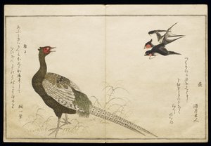 P.332-1946 Vol.1 f.6 Kéményfecskék és zöld fácán pár, a „Madarak a humoros dalokban” című albumból, 1791 (színes fatömbnyomat) alkotó: Kitagawa Utamaro