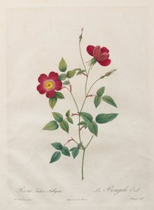 Rosa Indica Stelligera alkotó: Kitagawa Utamaro