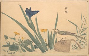 A körös csóró, 1789. alkotó: Kitao Masayoshi