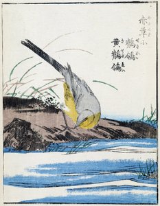 Madár. Kitao Kosuisai japán rajza