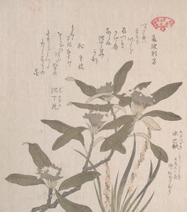 Daphne Odora és Mojisuri-so, 19. század. alkotó: Kubo Shunman
