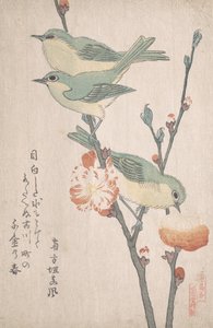 Japán fehér szemek egy barackfa ágán,..., kb. 1805-10.