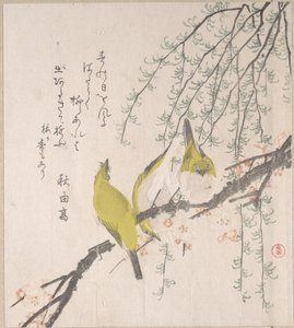 Japán fehérszemű madarak szilvafával és fűzfával, a „Tavaszi eső” című surimono-albumból (Harusame surimono-jō, 3. kötet) alkotó: Kubo Shunman