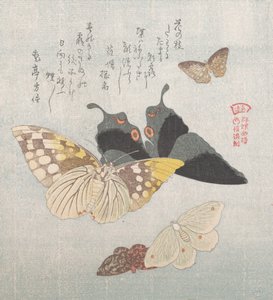 Különféle lepkék és lepkék, XIX. alkotó: Kubo Shunman