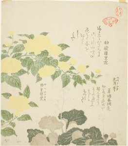 Sárga rózsák (Yae yamabuki) és Creeping Saxifrages (Yukinoshita), a "Növénygyűjtemény a Kasumi Költészeti Kör számára (Kasumi-ren somoku awase)" sorozatból alkotó: Kubo Shunman