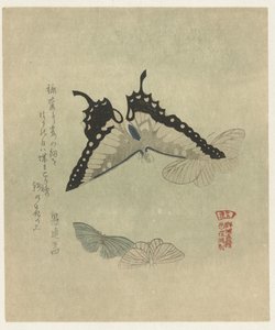 Négy pillangó Pillangós nyomatok sorozata a Kasumi Poetry Society számára (sorozat címe) Kasumiren gunchô gafu (sorozat címe a tárgyon) alkotó: Kubota Shunman