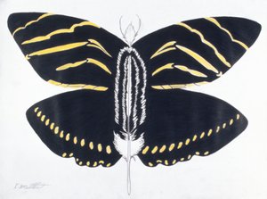Tollas pillangó, 2004 (színes ceruza, papír)