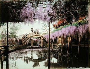 Wisteria at Kameido, Tokyo (kézzel színezett albumen nyomat a kártyán) alkotó: Kusakabe (attr. to) Kimbei