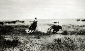 Cowboy lóháton lasszó egy borjút (bw fotó)