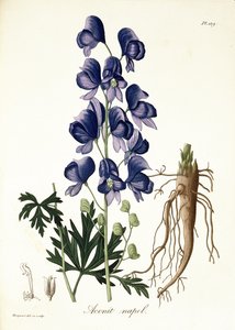 Joseph Roques (1772-1850) „Phytographie Medicale” című művéből, 1821-ben megjelent Aconitum Napellus