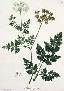 Aethusa Cynapium Joseph Roques (1772-1850) „Phytographie Medicale” című művéből, amely 1821-ben jelent meg