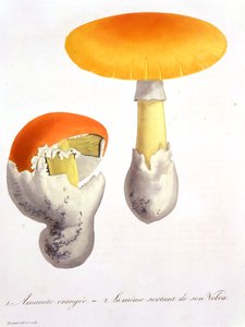 Amanita Caesaria Joseph Roques (1772-1850) 1821-ben kiadott "Phytographie Medicale"-jából.