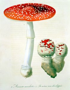 Amanita Muscaria Joseph Roques (1772-1850) 1821-ben kiadott "Phytographie Medicale"-jából.