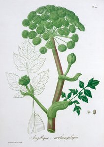 Angelica Archangelica Garden Angelica, 1821 alkotó: LFJ Hoquart