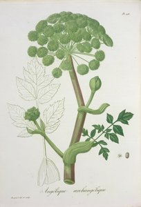 Angelica Archangelica Joseph Roques (1772-1850) „Phytographie Medicale”-jából, 1821-ben