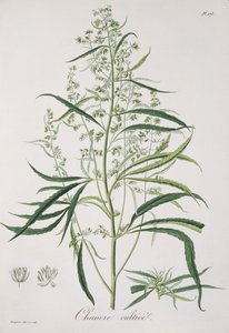 Cannabis Sativa Joseph Roques (1772-1850) 1821-ben kiadott "Phytographie Medicale"-jából.