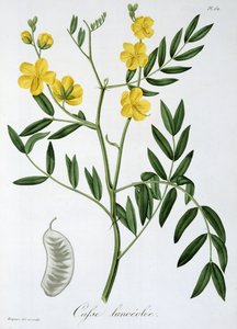 Cassia Joseph Roques (1772-1850) „Phytographie Medicale” című művéből, amelyet 1821-ben adtak ki