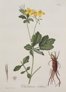 Chelidonium Majus Joseph Roques (1772-1850) Photographie Medicale-jából, 1821-ben megjelent
