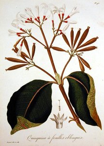 Cinchona Joseph Roques (1772-1850) „Phytographie Medicale”-jából, 1821-ben jelent meg (metszet)