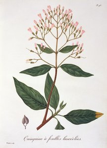 Cinchona Joseph Roques (1772-1850) „Phytographie Medicale” című művéből, amelyet 1821-ben adtak ki