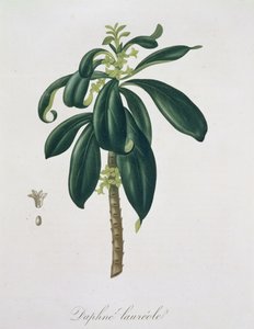Daphne Laureda Joseph Roques (1772-1850) „Phytographie Medicale” című művéből, amely 1821-ben jelent meg