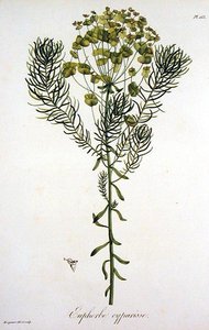 Euphorbia Cyparissias Joseph Roques (1772-1850) „Phytographie Medicale”-ból, 1821-ben megjelent (metszet) alkotó: L.F.J. Hoquart