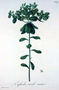 Euphorbia Helioscopia Joseph Roques (1772-1850) "Phytographie Medicale" című, 1821-ben kiadott művéből (metszet).