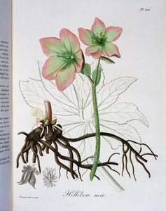 Helleborus Niger Joseph Roques (1772-1850) 1821-ben kiadott "Phytographie Medicale" című művéből. alkotó: L.F.J. Hoquart
