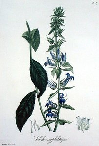 Lobelia Siphilitica Joseph Roques (1772-1850) „Phytographie Medicale” című művéből, 1821-ben jelent meg (metszet) alkotó: L.F.J. Hoquart