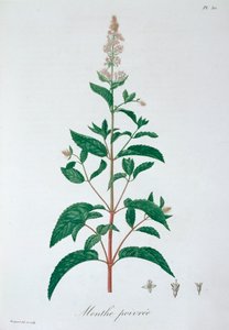 Mentha Piperita borsmenta, 1821 alkotó: LFJ Hoquart