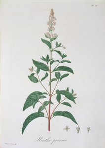 Mentha Piperita Joseph Roques (1772-1850) 1821-ben kiadott "Phytographie Medicale"-jából.
