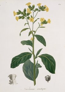 Nicotiana Joseph Roques (1772-1850) „Phytographie Medicale”-jából, 1821-ben
