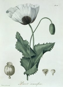 Papaver Somniferum Joseph Roques (1772-1850) 1821-ben kiadott "Phytographie Medicale" című művéből.