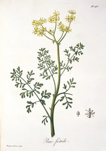 Rue Joseph Roques (1772-1850) „Phytographie Medicale” című könyvéből, amelyet 1821-ben adtak ki