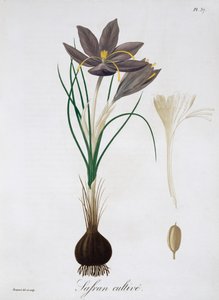 Sáfrányos sáfrány, 1821. alkotó: LFJ Hoquart