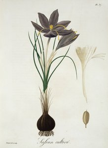 Joseph Roques (1772-1850) „Phytographie Medicale” című sáfrányos krókusza, 1821-ben
