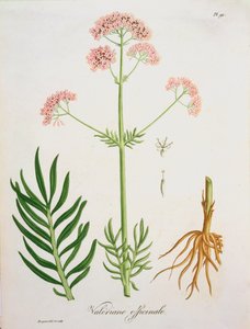 Valerian Joseph Roques (1772-1850) „Phytographie Medicale” című művéből, amely 1821-ben jelent meg