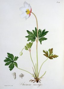 Erdei kökörcsin Joseph Roques (1772-1850) „Phytographie Medicale”-jából, 1821-ben.