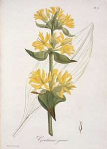 Yellow Gentian Joseph Roques (1772-1850) „Phytographie Medicale” című művéből, 1821-ben megjelent