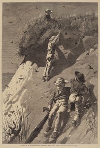 Raid egy homokfecske kolónián - "Hány tojás?" alkotó: Lagarde after Winslow Homer