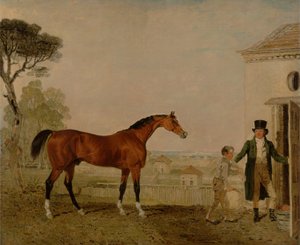 „Szultán” a burghley-i Exeter márki ménesében