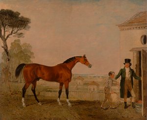 „Szultán” az Exeter márki ménesében, a Burghley House-ban